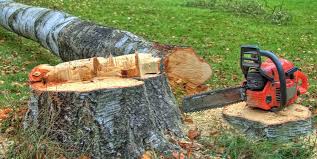  Castle Pines Village, CO Tree Care Pros